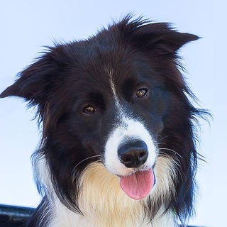 Логотип @bordersai - Сай (бордер колли)