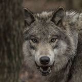 Логотип @bordobereofficial - Bordobereofficial