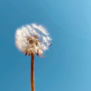 Логотип @bornkyrgyz - ʙᴏʀɴᴋʏʀɢʏᴢ 🇰🇬🇺🇸