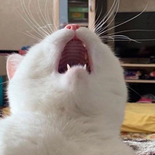 Логотип @borodakrska - Бородатые Движения