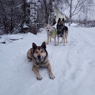 Логотип @borskieproidoxi - Борские пройдохи