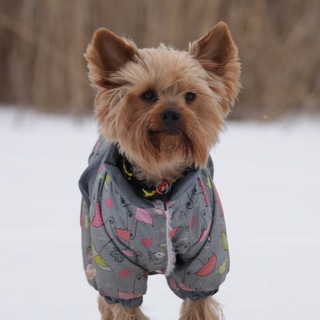 Логотип @borzuhamilk - Борцуха Милк&Мартин 🎃