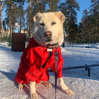 Логотип @boska_zz - Boska_ dog 💬