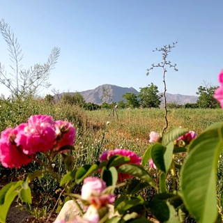 Логотип @boskabadchat - Boskabad(بسكاباد) Chat