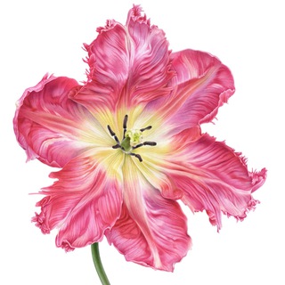 Логотип @botanical_watercolor - Ботаническая живопись со Светланой Лансе