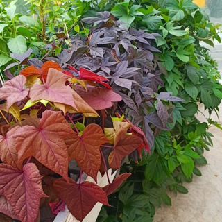 Логотип @botanichka - Каталог Семян и Растений