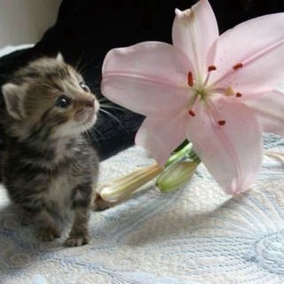 Логотип @botmyau - мяу