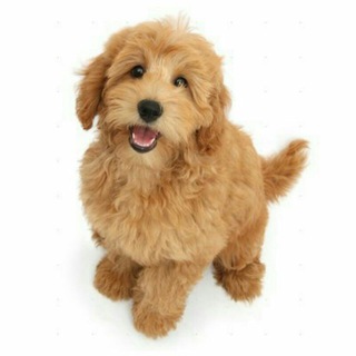 Логотип @botslab - Telegram Bots Testing