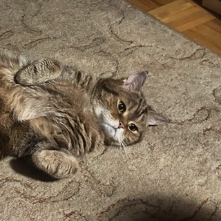 Логотип @bottleofshiraz - And a bottle of Shiraz