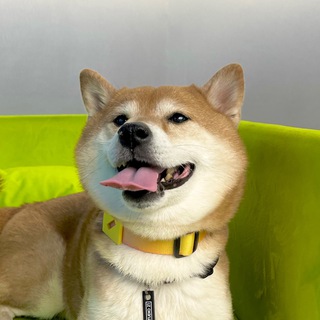 Логотип @bowwowdaily - Bowwowdaily