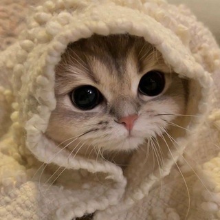 Логотип @bozheckikoshechki - Божечки 🐱 кошечки