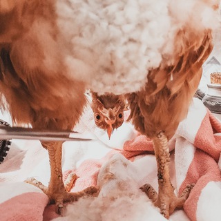 Логотип @brabru - Живность