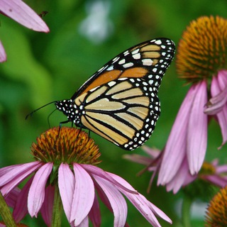 Логотип @brahma_living - 🌱Brahma–Living 💎 Mehr als "nur" Natur🌱