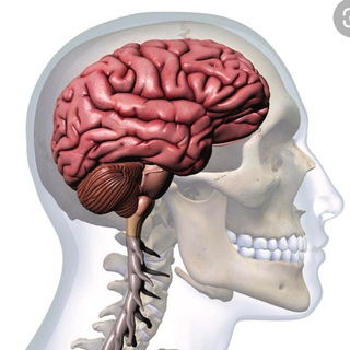 Логотип @brainpotencial - Потенциал - тренировка памяти, внимания, гибкости ума, мышления, креативности. Фитнес мозга