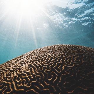 Логотип @brainspotting_ista - Брейнспоттинг (Brainspotting). Методы исцеления травмы