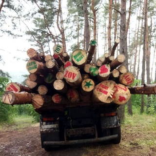 Логотип @brevna31 - 🌲Помощь по заготовке бревен для солдат
