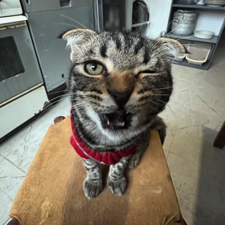 Логотип @briandiana - она была женой аккермана