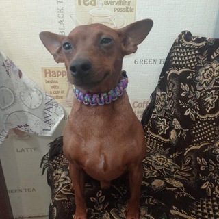 Логотип @brightest_dogs - Рыжий пёс!