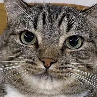 Логотип @briwlstirs - бривл стирс