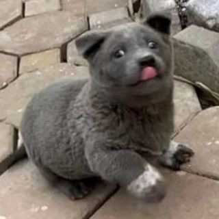 Логотип @broodteams - Broodteam😊