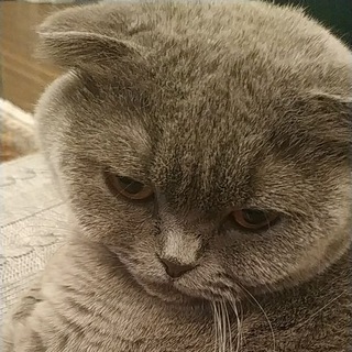 Логотип @brooksmoneychat - Cat's Party by HighBank