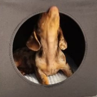 Логотип @brownie_dachshund - Жизнь Брауни и Ириски 🐾