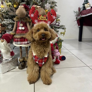 Логотип @brubuchy - 🐾Одежда для собак