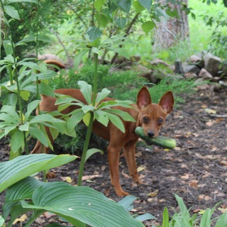 Логотип @brusnikalife - Брусника
