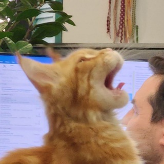 Логотип @bshcatscomment - Кошачья болталка😺