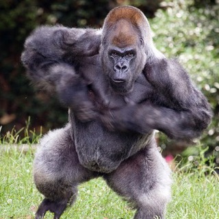 Логотип @btc4brochat - 🌐BTC4BRO🍃Chat