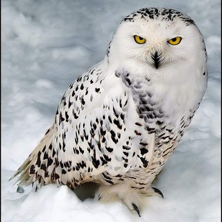 Логотип @btcchennai - Cryptocoins-BTC-Chennai