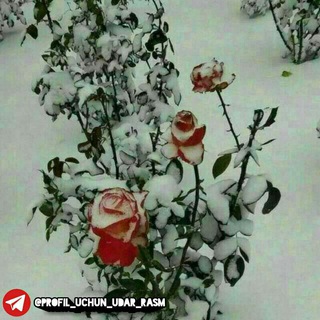 Логотип @bu_xayoot - ❤❤ Samolardan Balanda ❤❤