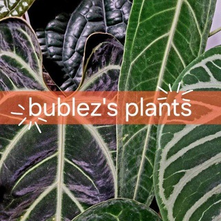 Логотип @bublezplants - bublez's plants | Джунгли на подоконнике 🌴