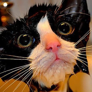 Логотип @bububushechka - Ох уж эти Кошки...