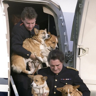 Логотип @buckinghamcorgi - букингемский корги