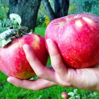 Логотип @budite_zdorovi - Будете здоровы