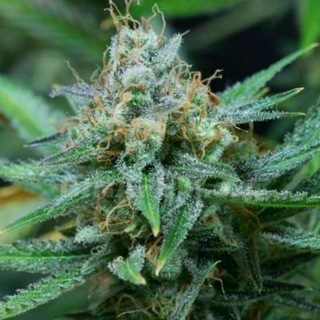 Логотип @budschat - 🍀BudsChat🍀