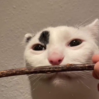 Логотип @budyarchive - Budy Archive