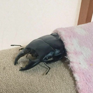 Логотип @bugsbugsbugsbugs - CuteBugs,ArachnidsAndCrustaceans🐝🦂🦞