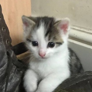 Логотип @bugsisbadedits - bugsisbad | Дворф монтажёр