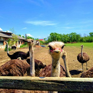 Логотип @bukvivvidemislei - Буквы в виде мыслей