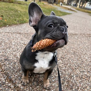 Логотип @buldogdjet - Джет