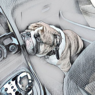 Логотип @bulldogsam - Bulldog Sam