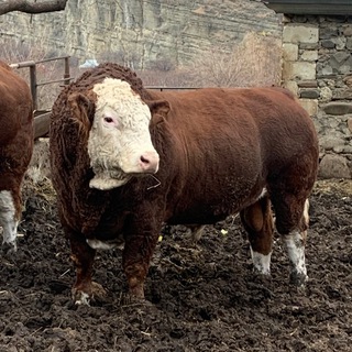Логотип @bullgergebil - bull_gergebil