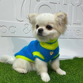 Логотип @bullrunotcmarket - Dimda Market