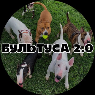 Логотип @bulltusamsc - БУЛЬТУСА