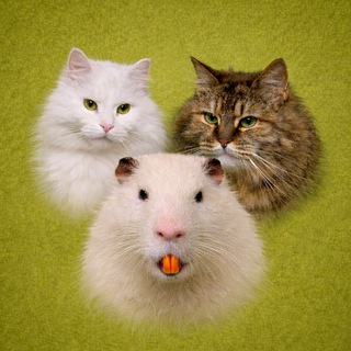 Логотип @bulochka_kefirchik - Булочка, Кефірчик і Глутамат Нутрія | #УкрТґ