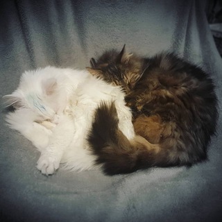 Логотип @bulochka_kefirchik_chat - Чат про Булку, Кефіра і Глутамата Нутрія