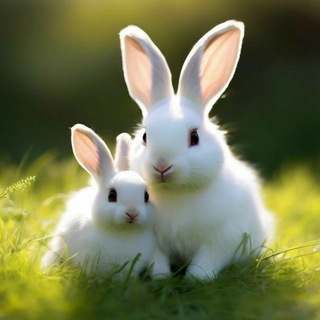 Логотип @bunnyedufun - Растем и развиваемся