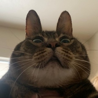 Логотип @bunt_kota - Котячий Бунт 🐾